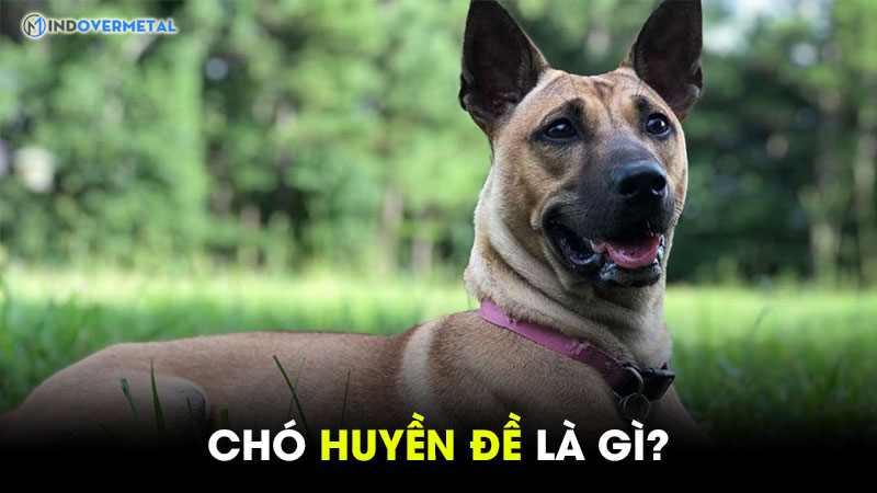 huyen-de-la-gi-tai-sao-cho-huyen-de-duoc-san-lung-2