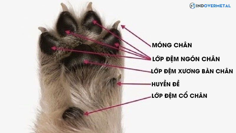 huyen-de-la-gi-tai-sao-cho-huyen-de-duoc-san-lung-5