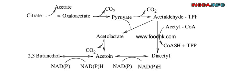len-men-la-gi-qua-trinh-len-men-lactic-trong-cong-nghe-thuc-pham-6