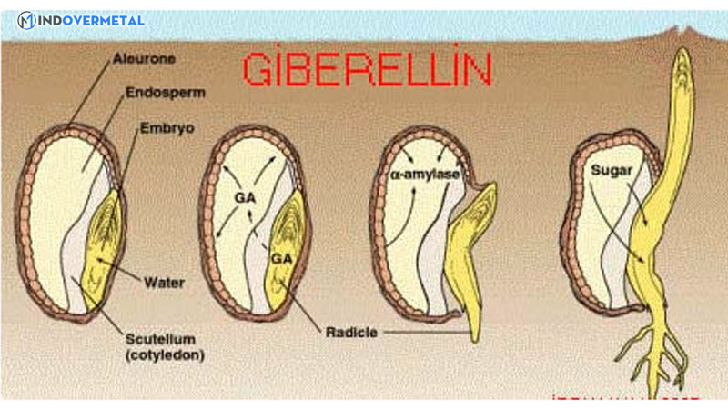 ung-dung-hoocmon-thuc-vat-trong-nong-nghiep-san-xuat-6