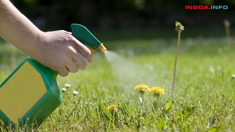 cach-dung-muoi-lam-chet-cay-nong-do-muoi-co-the-tieu-diet-co-dai-2