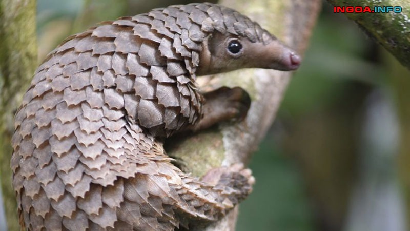 cach-lam-thit-te-te-thit-te-te-lam-mon-gi-ngon-6