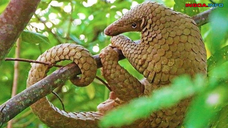 cach-lam-thit-te-te-thit-te-te-lam-mon-gi-ngon-9