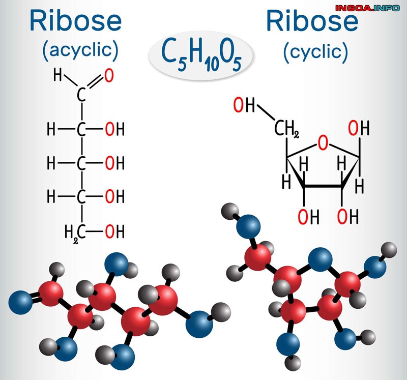 monosaccharide-la-gi-tinh-chat-va-chuc-nang-cua-monosaccharide-2