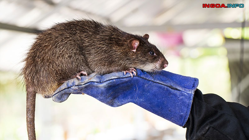 ngai-heo-la-gi-dinh-roi-lam-sao-de-hoa-giai-loi-nguyen-ngai-heo-2