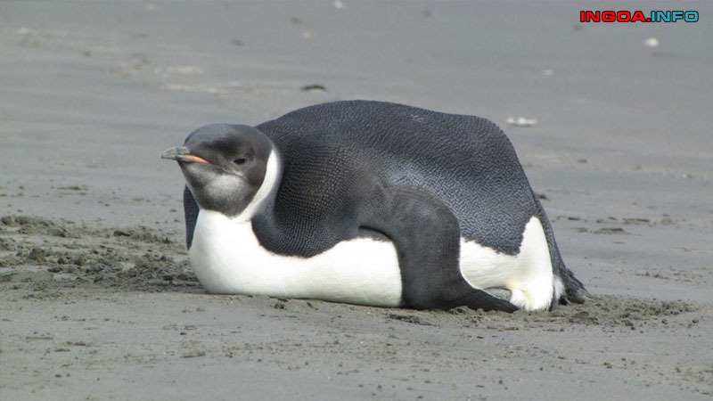 ngai-heo-la-gi-dinh-roi-lam-sao-de-hoa-giai-loi-nguyen-ngai-heo-3