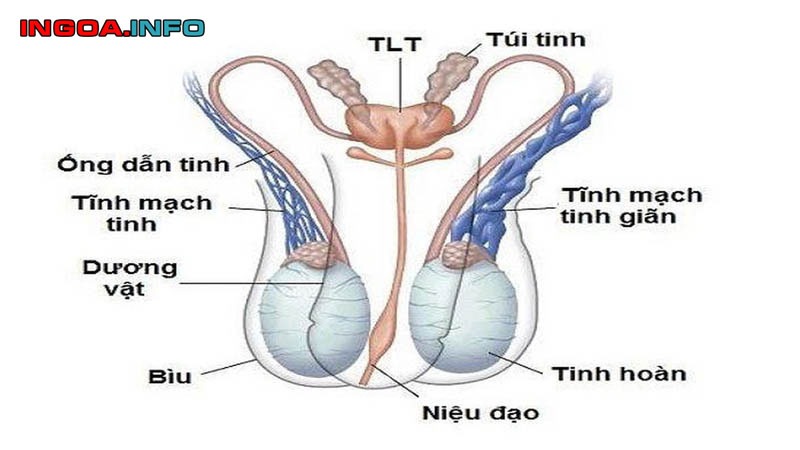 ngoc-hanh-la-gi-cau-tao-ben-ngoai-ben-trong-va-chuc-nang-cua-biu-2