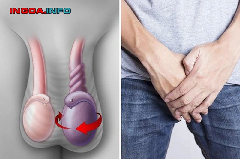 ngoc-hanh-la-gi-cau-tao-ben-ngoai-ben-trong-va-chuc-nang-cua-biu-3