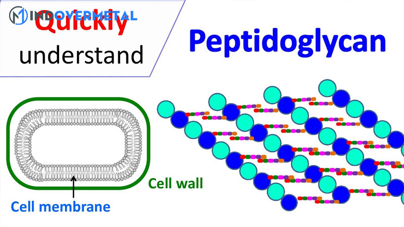 peptidoglycan-la-gi-1