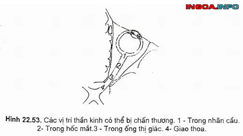 pxas-duong-tinh-la-gi-thong-tin-chi-tiet-5