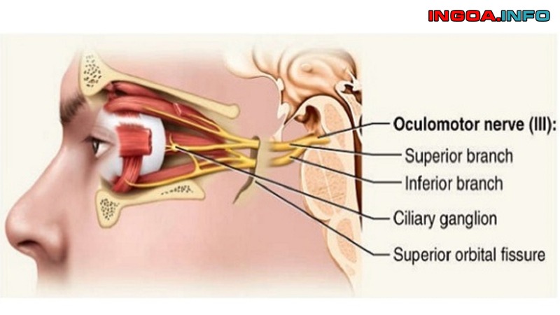 pxas-duong-tinh-la-gi-thong-tin-chi-tiet-6