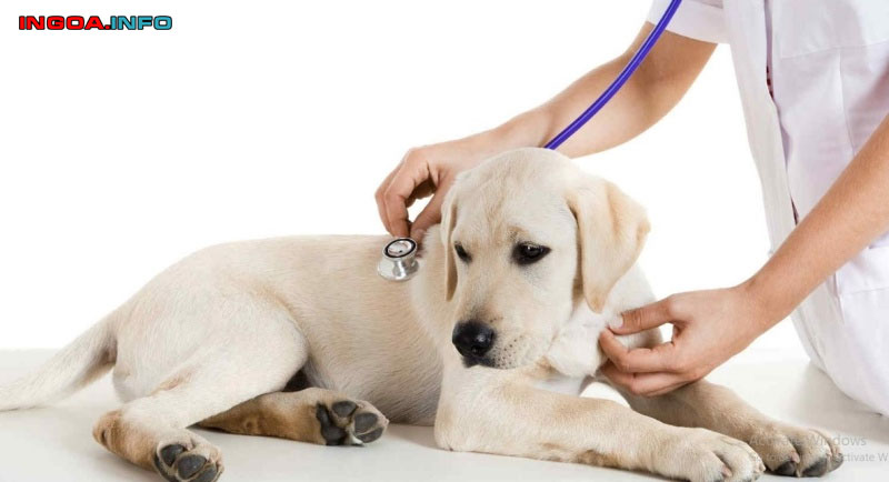 ba-cho-la-gi-lam-sao-de-tranh-viec-cho-bi-danh-ba-1