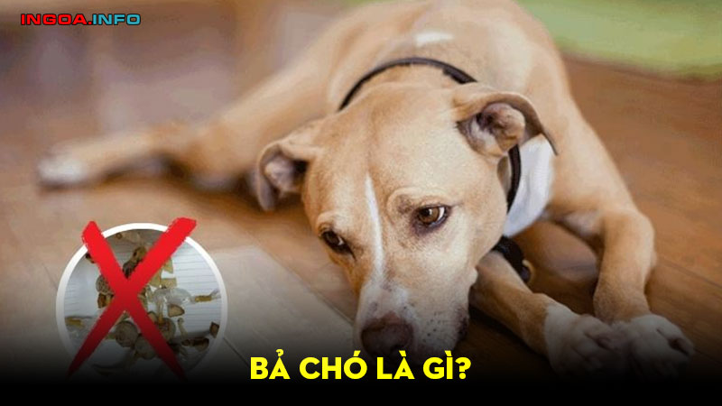 ba-cho-la-gi-lam-sao-de-tranh-viec-cho-bi-danh-ba-6