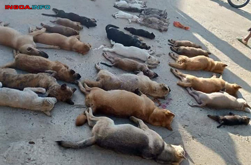 ba-cho-la-gi-lam-sao-de-tranh-viec-cho-bi-danh-ba-6