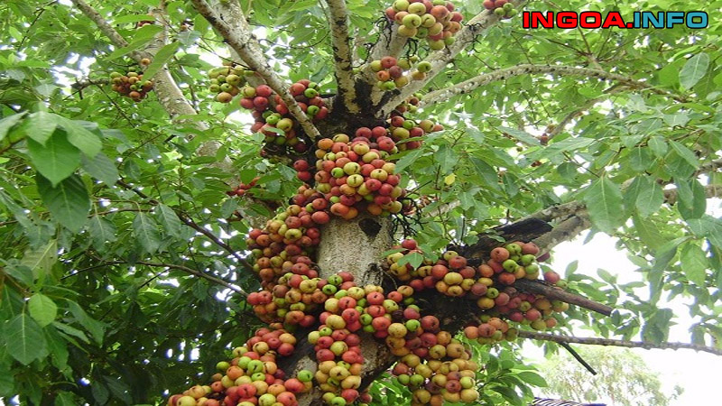 bo-cay-canh-tam-da-gom-nhung-cay-gi-mindovermetal