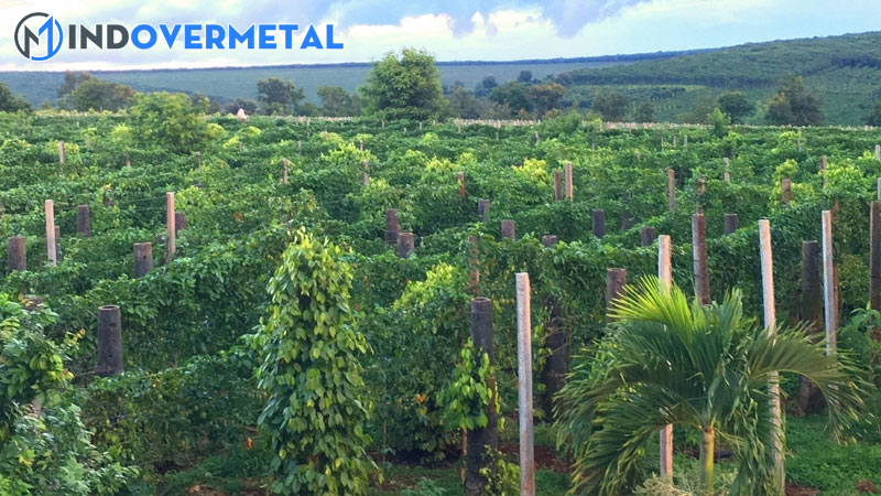 cac-kieu-lam-gian-chanh-day-gian-chu-i-hay-la-gian-thang-dung-1-mindovermetal