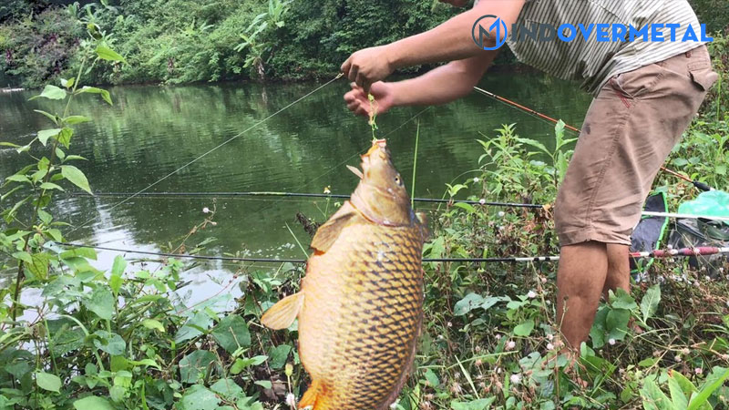 cach-lam-bot-thom-cau-ca-chep-nhung-cach-u-moi-cau-ca-chep-pho-bien-hien-nay-8