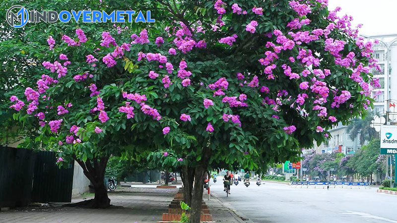 cach-lam-cho-cay-bang-lang-ra-hoa-sieu-don-gian-1-mindovermetal