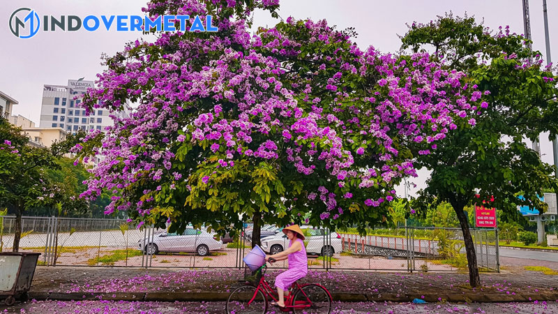 cach-lam-cho-cay-bang-lang-ra-hoa-sieu-don-gian-2-mindovermetal