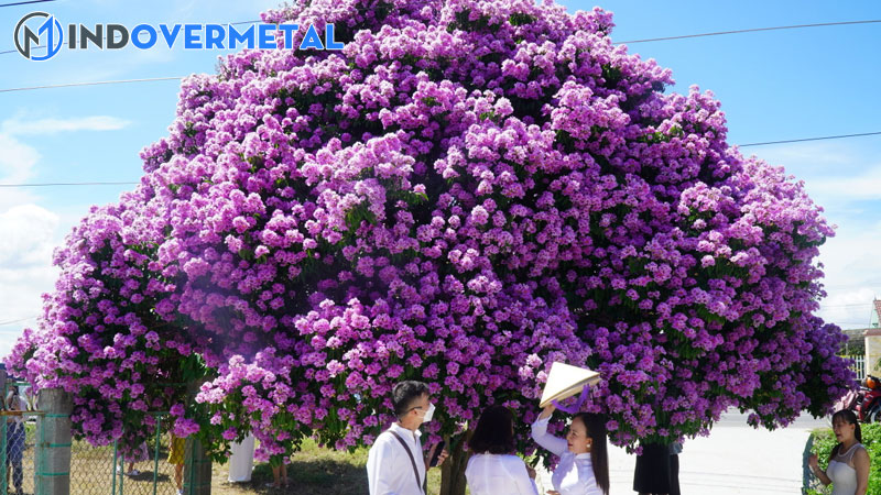 cach-lam-cho-cay-bang-lang-ra-hoa-sieu-don-gian-3-mindovermetal