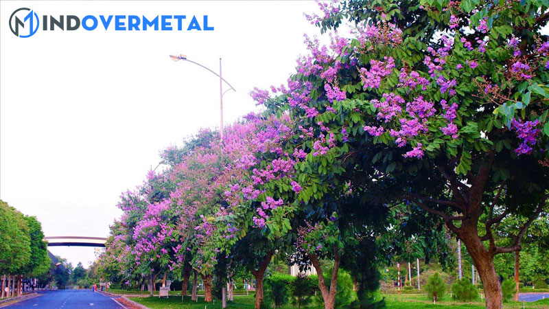 cach-lam-cho-cay-bang-lang-ra-hoa-sieu-don-gian-mindovermetal