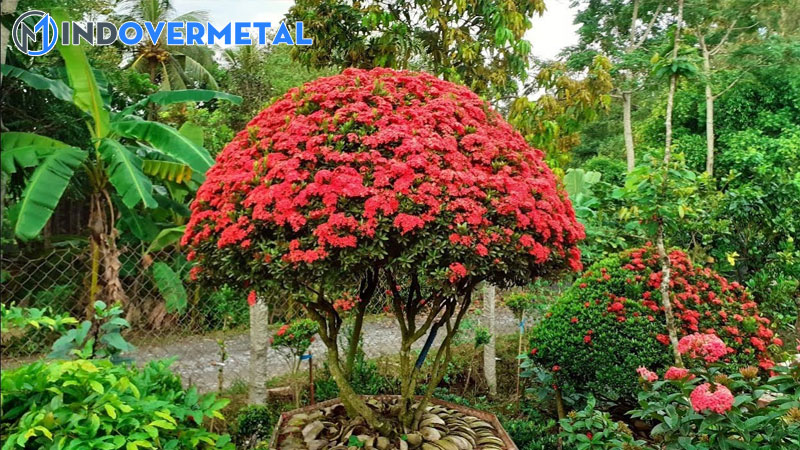 cach-lam-cho-cay-bong-trang-ra-hoa-1