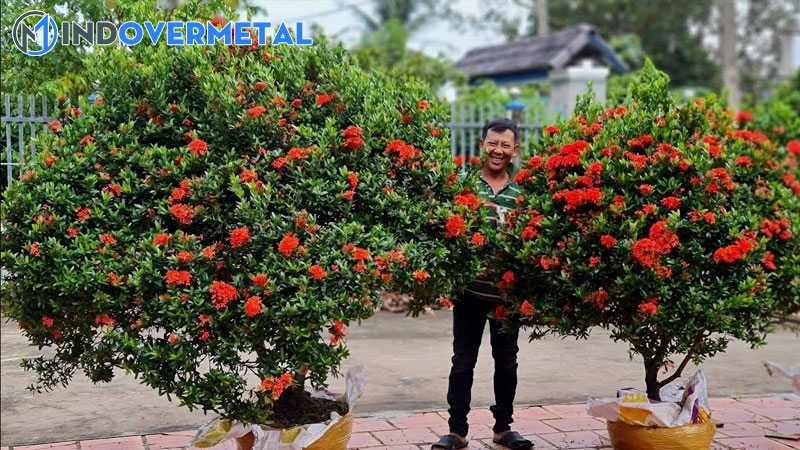 cach-lam-cho-cay-bong-trang-ra-hoa-1