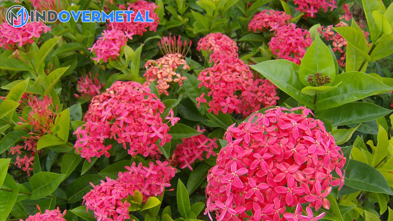 cach-lam-cho-cay-bong-trang-ra-hoa-3