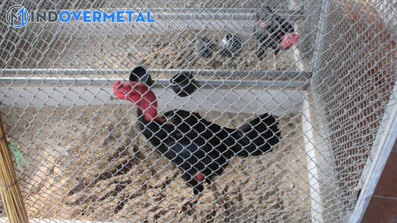 cach-lam-chuong-trai-mo-hinh-chuong-ga-choi-kich-thuoc-tieu-chuan-4-mindovermetal