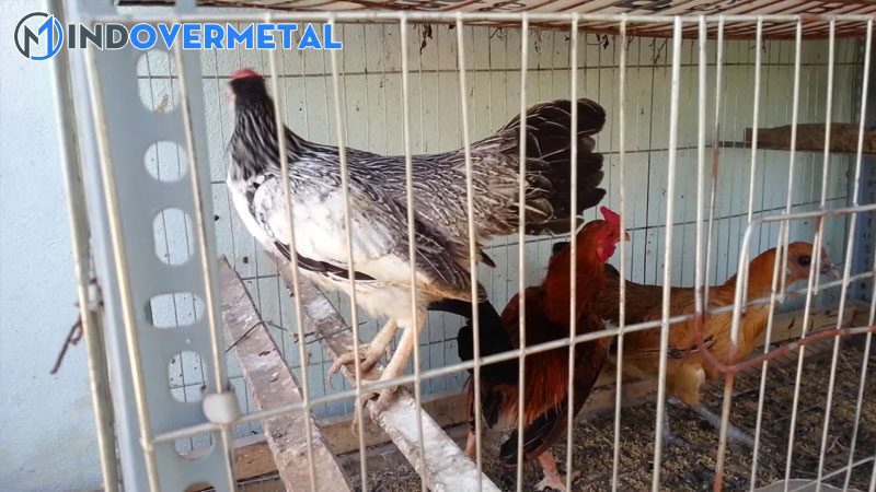 cach-lam-chuong-trai-mo-hinh-chuong-ga-choi-kich-thuoc-tieu-chuan-5-mindovermetal