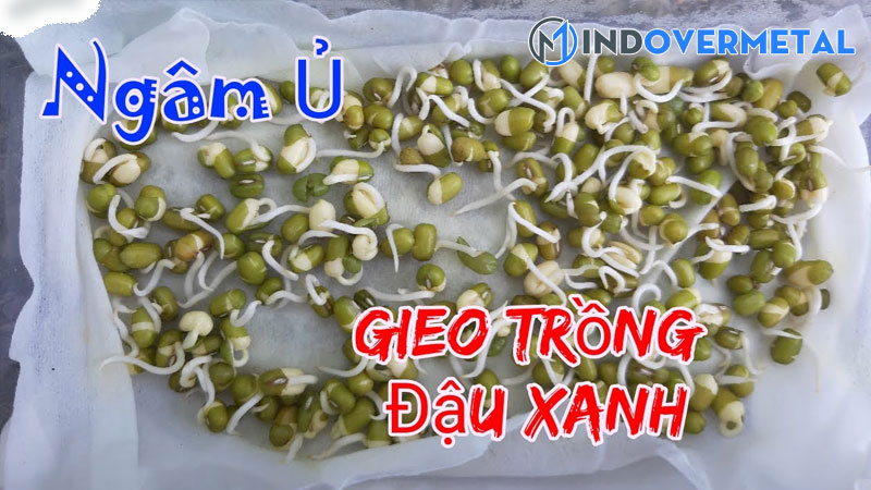 cach-lam-hat-dau-xanh-nay-mam-nhanh-nhat-8