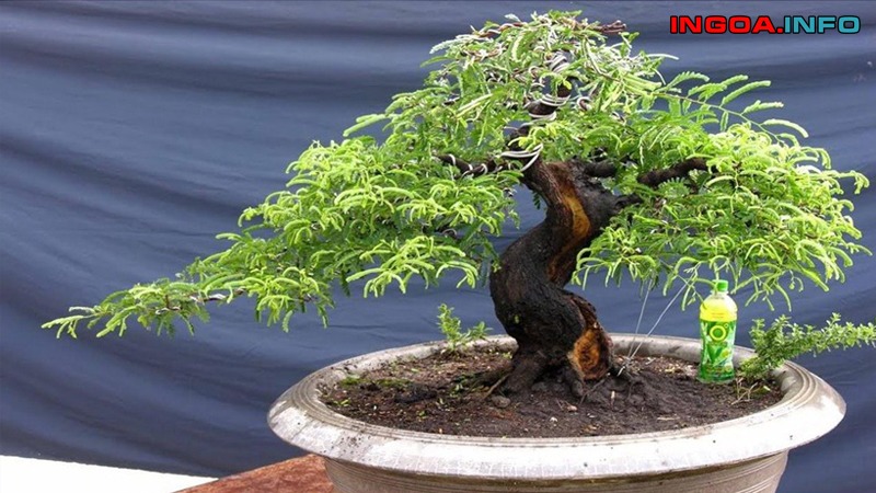 chuyen-gia-bat-mi-cach-lam-cay-me-ra-qua-sai-chi-chit-3