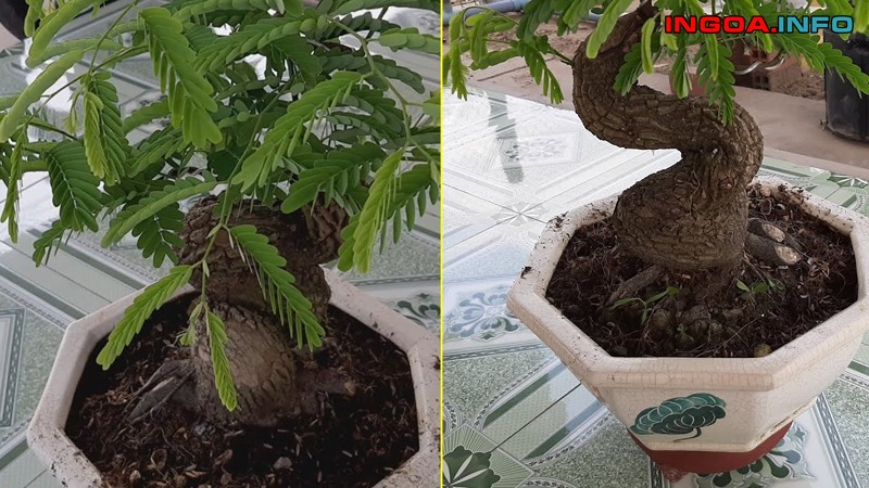 chuyen-gia-bat-mi-cach-lam-cay-me-ra-qua-sai-chi-chit-9