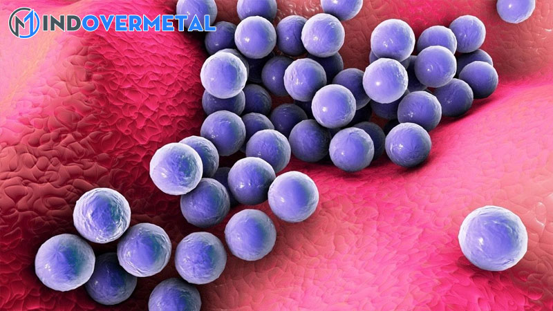dac-diem-cua-staphylococcus-haemolyticus-phan-loai-hinh-thai-sinh-benh-hoc-1-mindovermetal