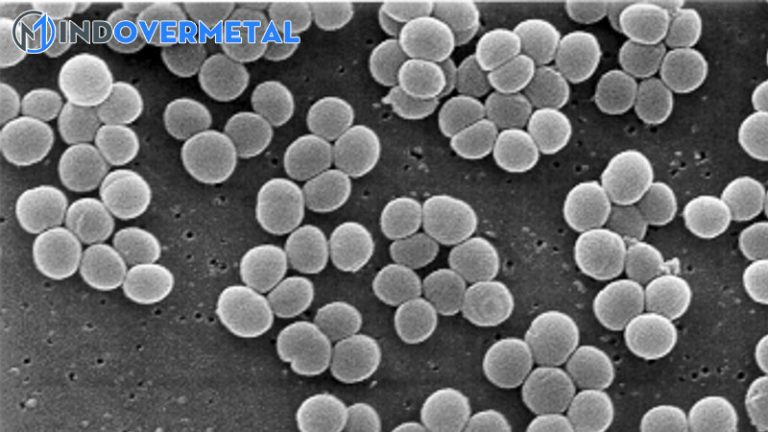 Đặc điểm Của Staphylococcus Haemolyticus Phân Loại Hình Thái Sinh