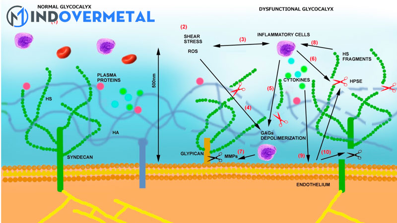 dac-diem-va-chuc-nang-cua-glycocalyx-1