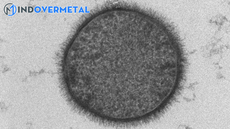 dac-diem-va-chuc-nang-cua-glycocalyx-3