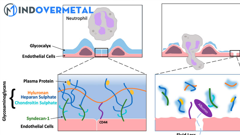 dac-diem-va-chuc-nang-cua-glycocalyx-4