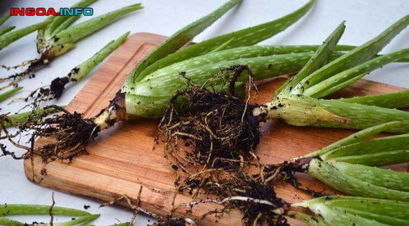 huong-dan-cach-lam-bua-trung-so-hieu-qua-danh-dau-thang-do-mindovermetal-1