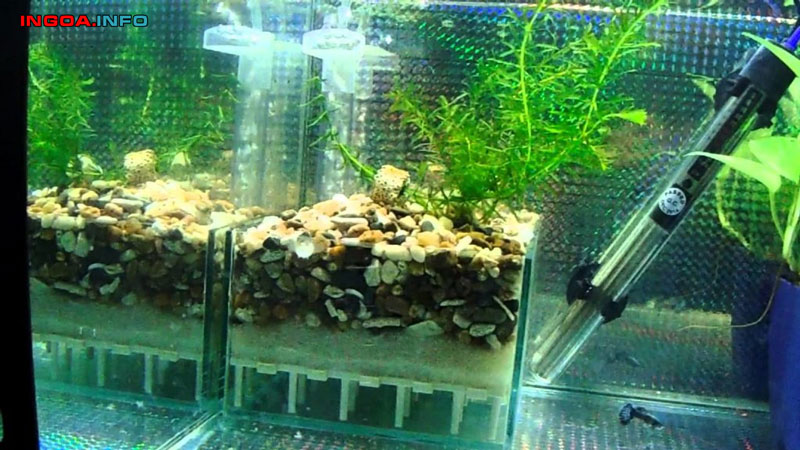 huong-dan-cach-lam-loc-day-be-ca-cuc-ky-don-gian-va-hieu-qua-1