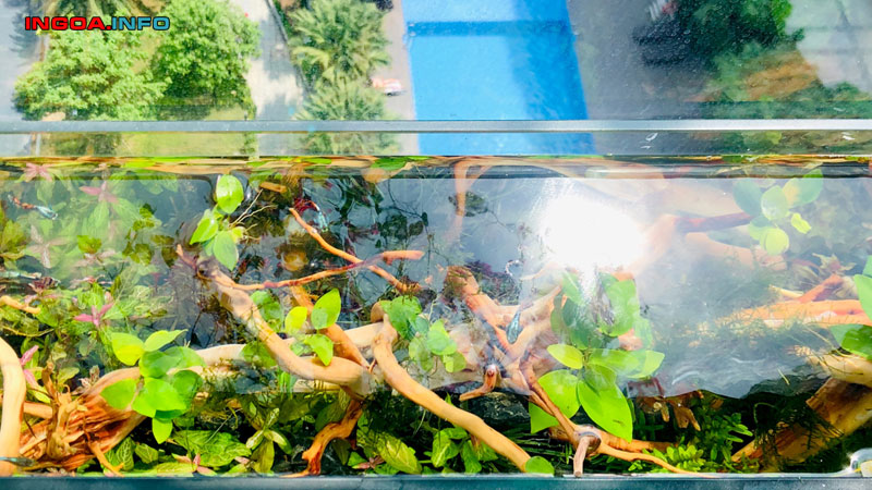 huong-dan-cach-lam-oxy-cho-ca-don-gian-tai-nha-nhanh-chong-1