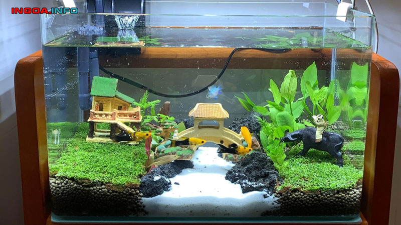 huong-dan-cach-lam-oxy-cho-ca-don-gian-tai-nha-nhanh-chong-7