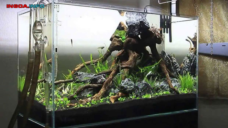 huong-dan-cach-lam-oxy-cho-ca-don-gian-tai-nha-nhanh-chong-8