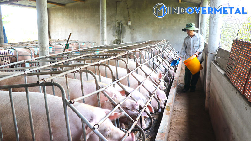 mau-chuong-nuoi-heo-thit-ban-ve-thiet-ke-chuong-nuoi-lon-thong-minh-1-mindovermetal