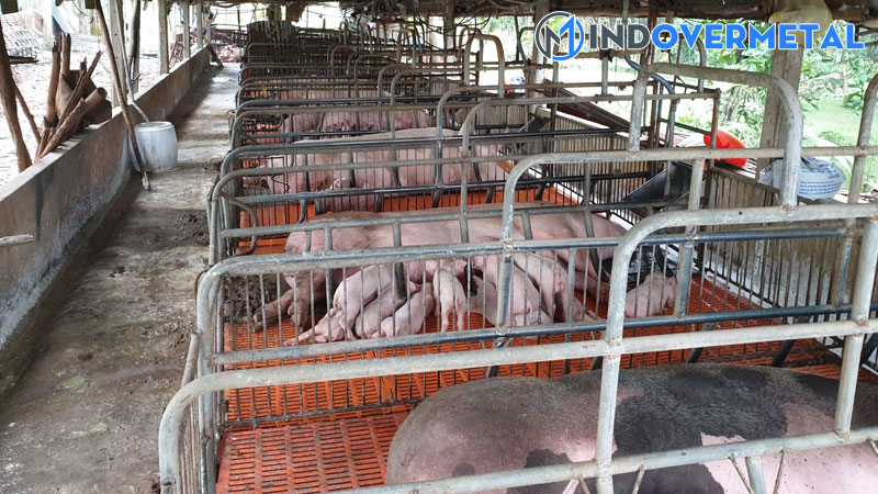 mau-chuong-nuoi-heo-thit-ban-ve-thiet-ke-chuong-nuoi-lon-thong-minh-2-mindovermetal