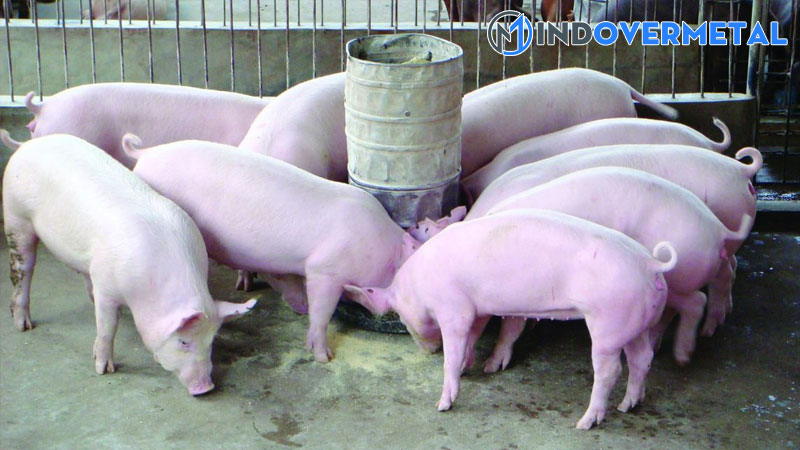 mau-chuong-nuoi-heo-thit-ban-ve-thiet-ke-chuong-nuoi-lon-thong-minh-5-mindovermetal