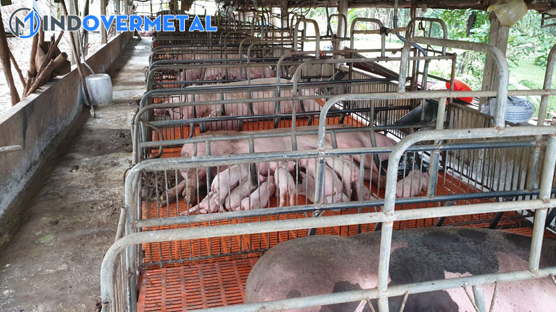 mau-chuong-nuoi-heo-thit-va-cach-thiet-ke-chuong-nuoi-thong-minh-1-mindovermetal