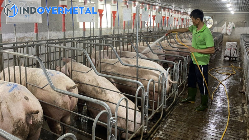 mau-chuong-nuoi-heo-thit-va-cach-thiet-ke-chuong-nuoi-thong-minh-2-mindovermetal