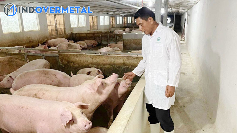 mau-chuong-nuoi-heo-thit-va-cach-thiet-ke-chuong-nuoi-thong-minh-3-mindovermetal
