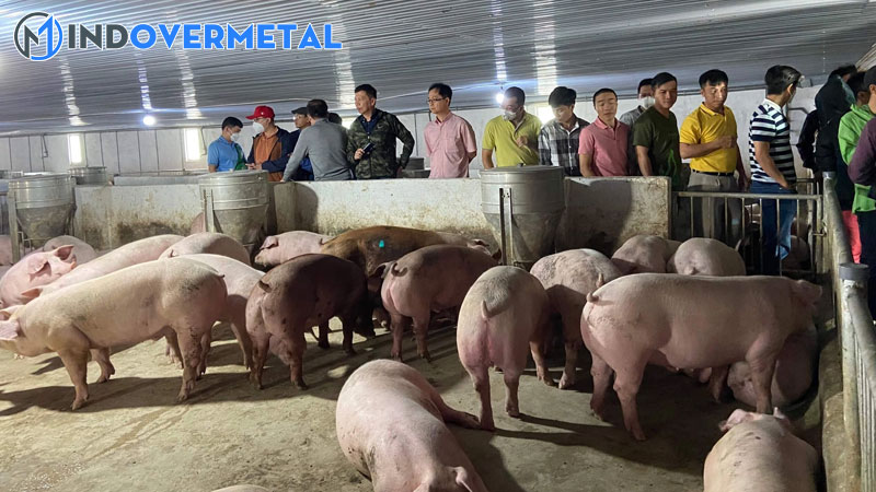 mau-chuong-nuoi-heo-thit-va-cach-thiet-ke-chuong-nuoi-thong-minh-4-mindovermetal
